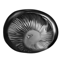 Less Donation Shaligram